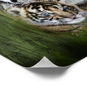 tijger poster (Hoek)