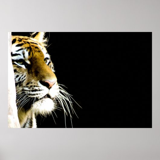 tijger poster (Voorkant)