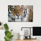 tijger poster (Thuiskantoor)