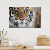 tijger poster (Keuken)