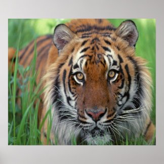 tijger poster
