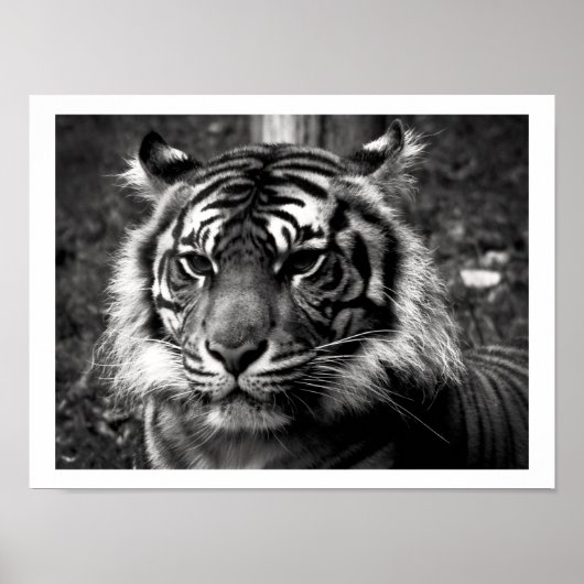 tijger poster (Voorkant)