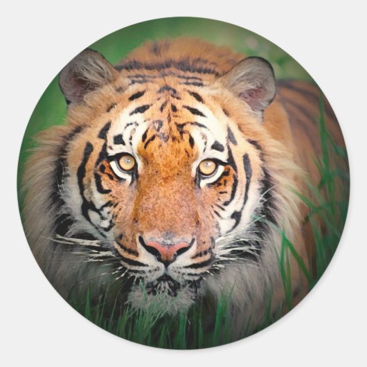 tijger ronde sticker (Voorkant)