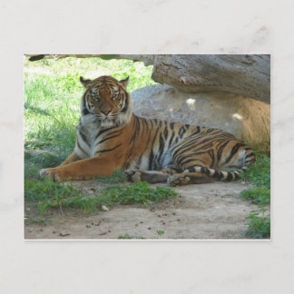 Tijger, Royal Bengal Tiger Briefkaart