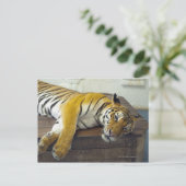 Tijger, Samui, Thailand Briefkaart (Staand voorkant)