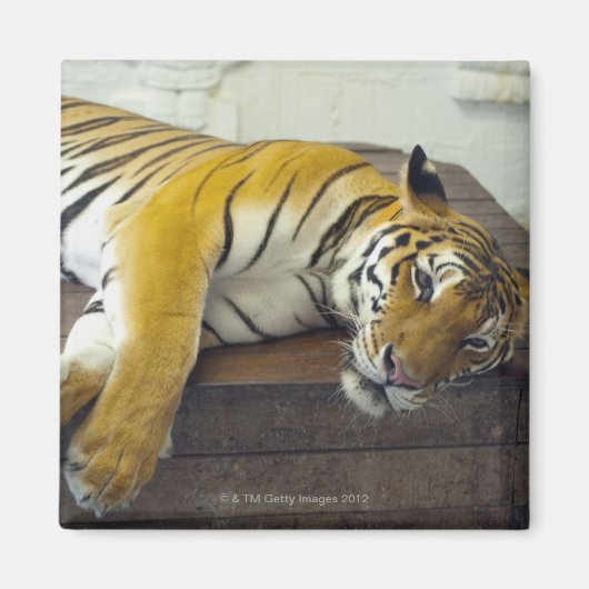 Tijger, Samui, Thailand Magneet (Voorkant)