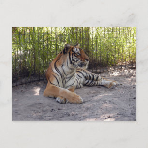 tijger-sermonti-001 briefkaart