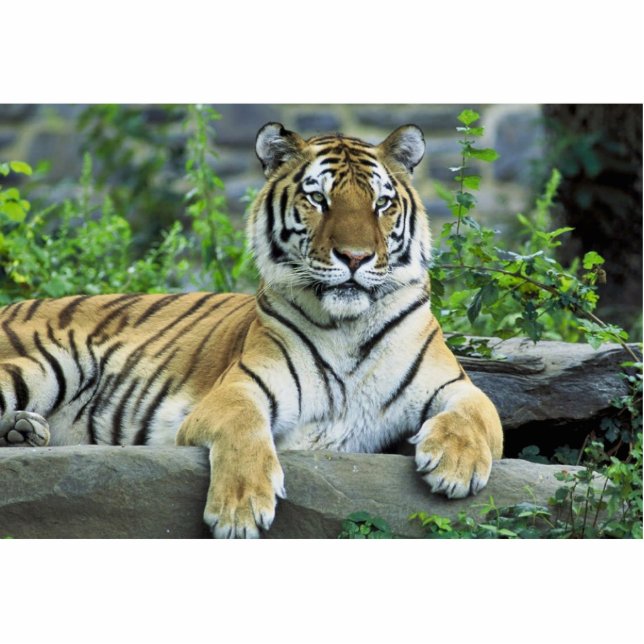 Tijger, Siberië Staand Fotobeeldje (Voorkant)