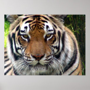 Tijger - Sluiten en persoonlijk Poster