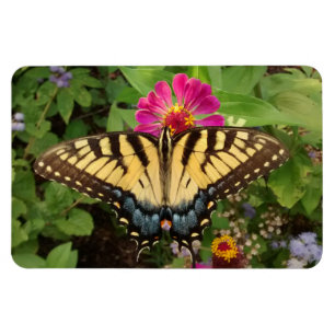 tijger Swallowtail Butterfly 4"x6" Magnet Magneet