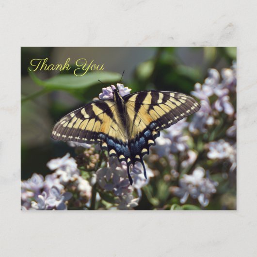 Tijger Swallowtail Butterfly Dank u Briefkaart (Voorkant)