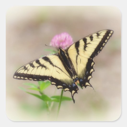 Tijger Swallowtail - Butterfly Square Sticker (Voorkant)