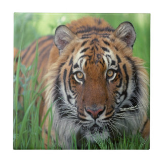 tijger tegeltje