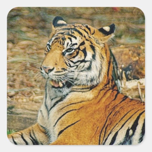 tijger vierkante sticker (Voorkant)