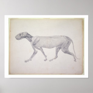 Tijger: Zijdelings Uitzicht, gedeeltelijk ontleed, Poster