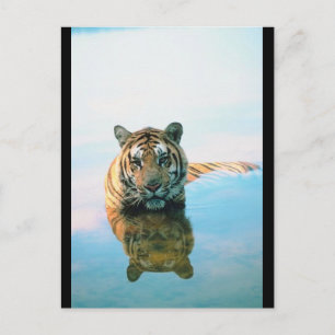 tijger zwemmen briefkaart