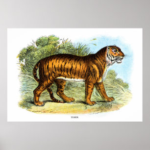  tijgerdierillustratie poster