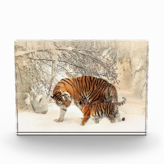 Tijgerfamilie in winterlandschap fotoblok (Voorkant)