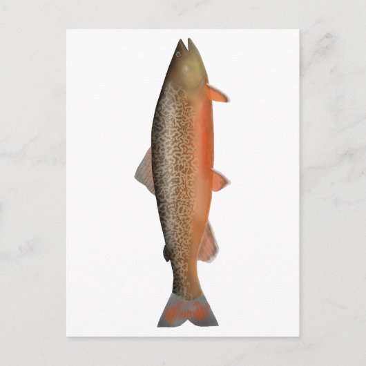 tijgerforel briefkaart (Voorkant)