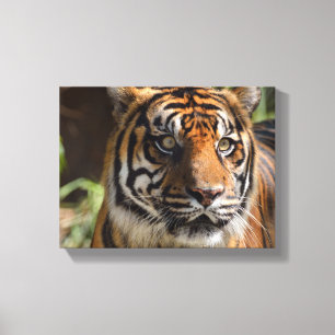 tijgergezicht canvas afdruk