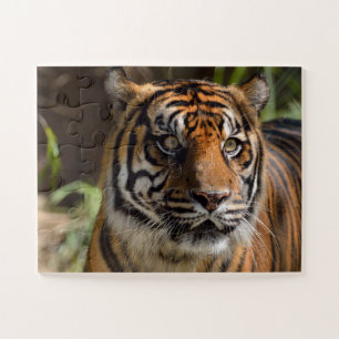 tijgergezicht legpuzzel