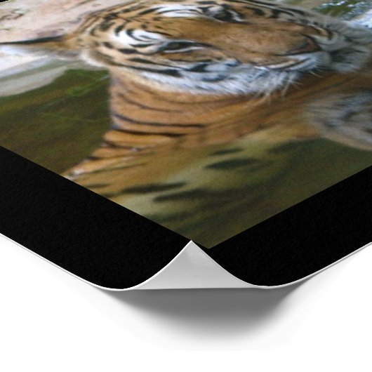 tijgergezicht poster (Hoek)