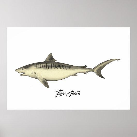 Tijgerhaai Poster (Voorkant)