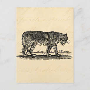 tijgerillustratie - Afrikaanse tijgers van 1800 Briefkaart
