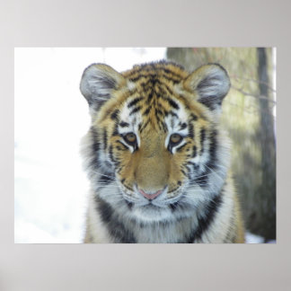 Tijgerkuil in sneeuw sluit portret af poster