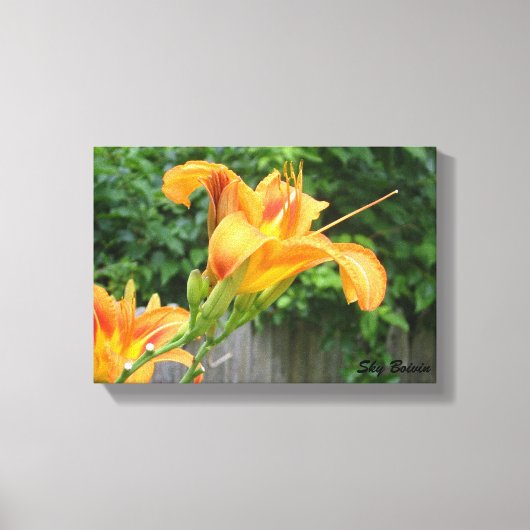 tijgerlelie canvas afdruk (Voorkant)