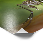 Tijgermug Foto Afdruk (Hoek)