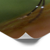 Tijgermug Poster (Hoek)