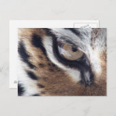 tijgeroog briefkaart (Voorkant / Achterkant)