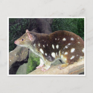 tijgerquoll briefkaart