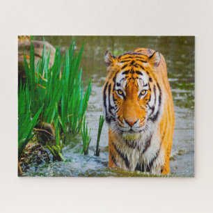 Tijgers Grote Katachtigen. Legpuzzel