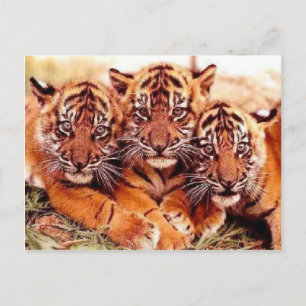 Tijgers in de wilde foto's - Kaarten, T - shirts,  Briefkaart