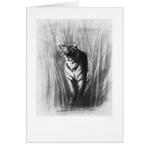 Tijgerschets