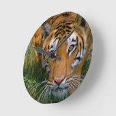 Tijgerstalking Ronde Klok (Hoek)