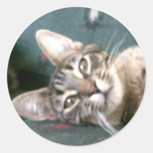 Tijgerstreep kitten Stickers