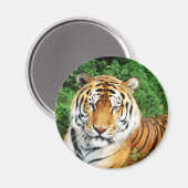 Tijgerversoepeling Magneet (Voorkant / Achterkant)