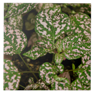 Tile - Pink Polka Dot Plant Tegeltje