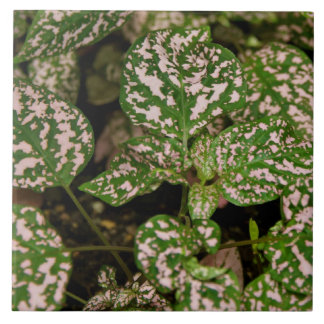 Tile - Pink Polka Dot Plant Tegeltje