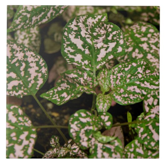 Tile - Pink Polka Dot Plant Tegeltje (Voorkant)