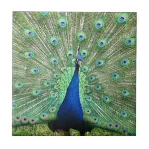 Tile - Proud Peacock Tegeltje