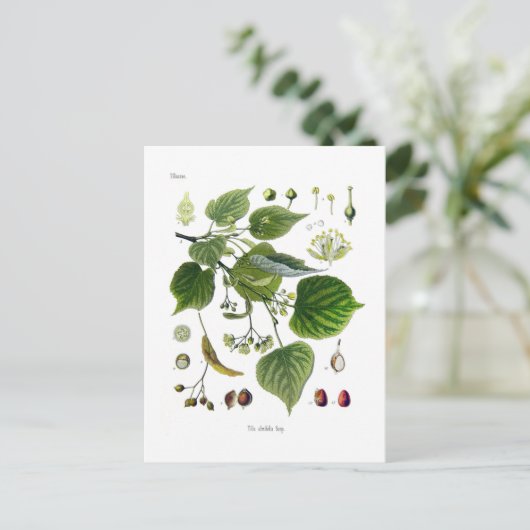 tilia ulmifolia briefkaart (Staand voorkant)