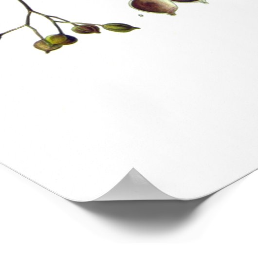 tilia ulmifolia (Linden) Poster (Hoek)