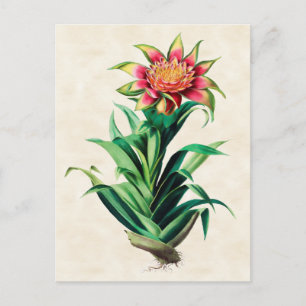 Tillandria Botanisch Briefkaart