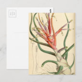 Tillandsia bulbosa briefkaart (Voorkant / Achterkant)