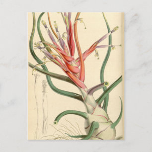 Tillandsia bulbosa briefkaart