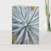 Tillandsia tectorum kaart (Achterkant)